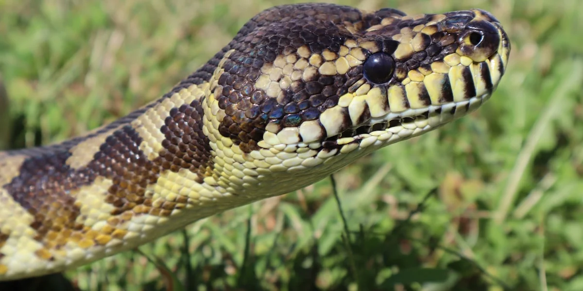 black and brown snake