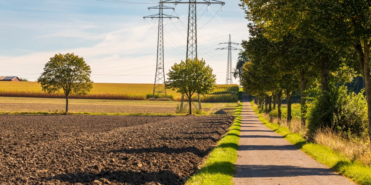 A rural path lined with trees and power lines