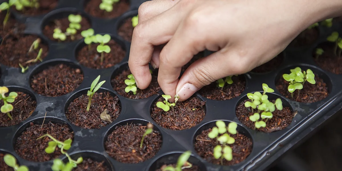 Vibe Coding als Sündenbock: Warum KI-generierter Code für viele Probleme verantwortlich gemacht wird