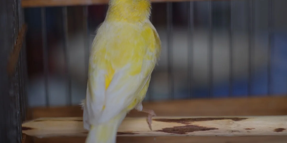 a yellow bird in a cage