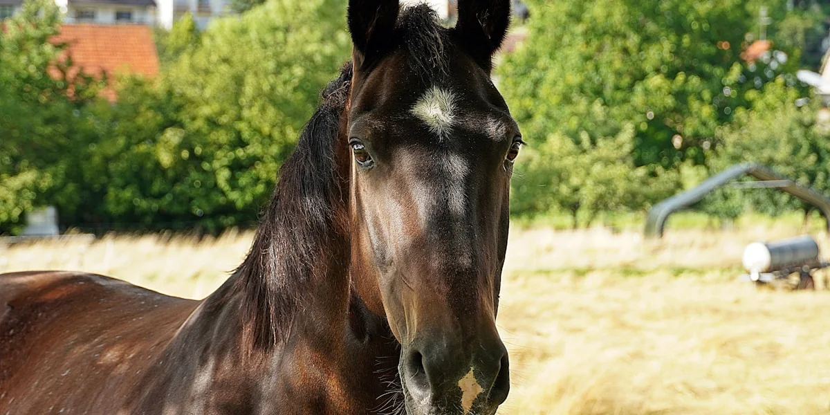 a brown horse standing on top of a dry grass field